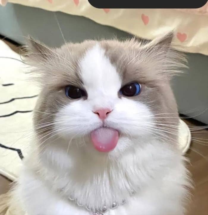 Gato esponjoso con expresión traviesa saca la lengua. Está en un interior acogedor sobre una alfombra