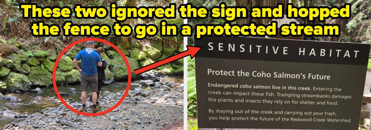 Two people wading in a protected stream despite a nearby sign warning against entering to protect the sensitive habitat of the Coho salmon. Caption: "These two ignored the sign and hopped the fence to go in a protected stream"