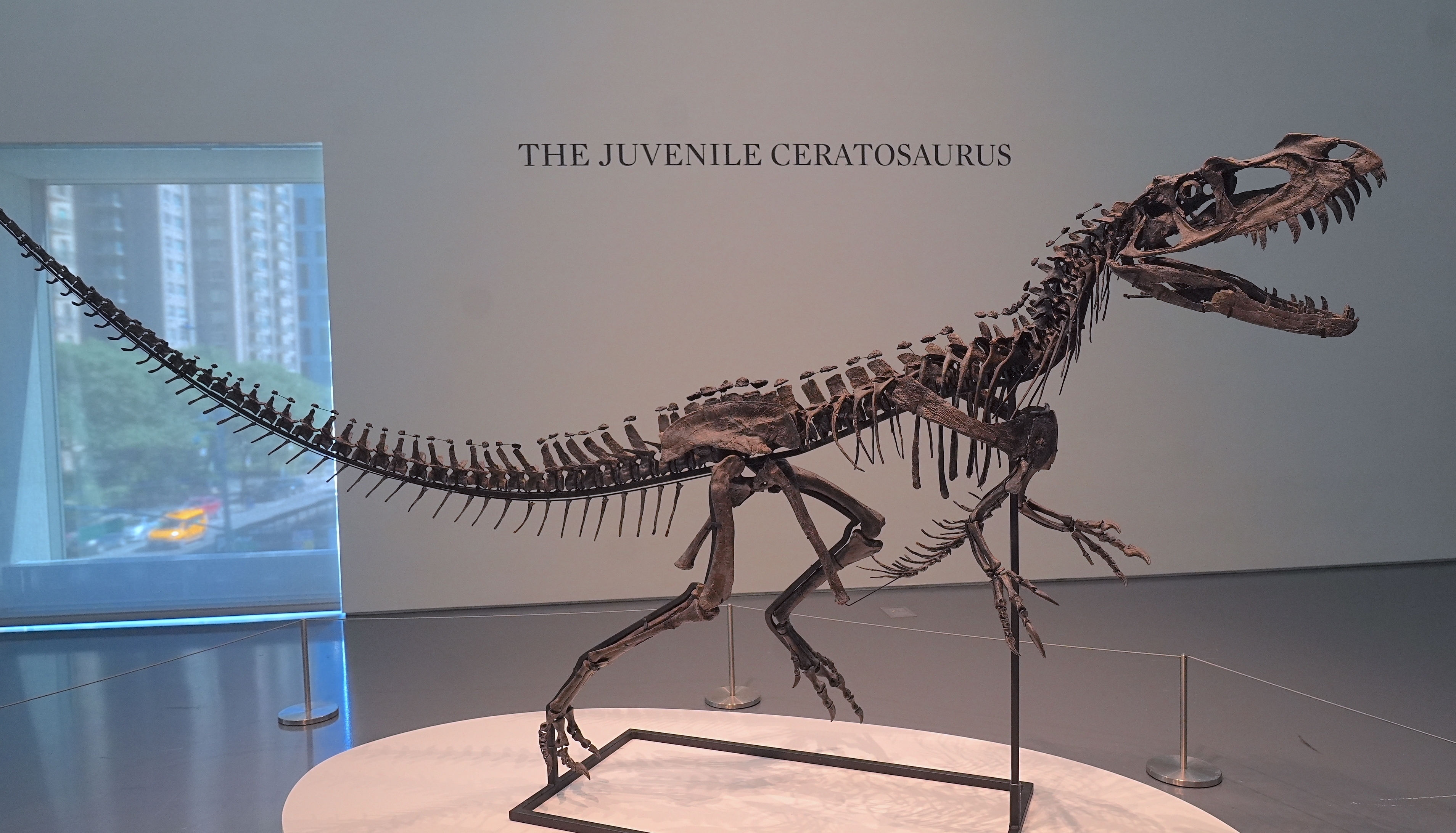 竜骨【中】恐竜 化石 詳細不明 竜骨【中】恐竜 化石 詳細不明 竜骨【中】恐竜 化石 詳細不明