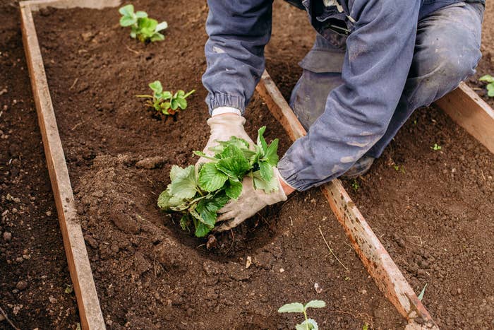Person planting a small vegetable plant in a raised garden bed, wearing casual outdoor work clothes and gloves.