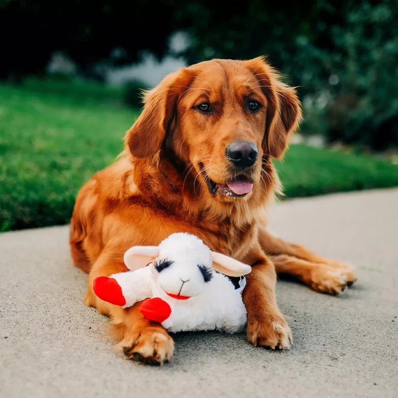Golden retriever lying on pavement with stuffed sheep toy, outdoors
