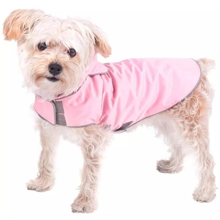 Dog wearing a pinkish raincoat looking astatine the camera, featured for favored apparel shopping