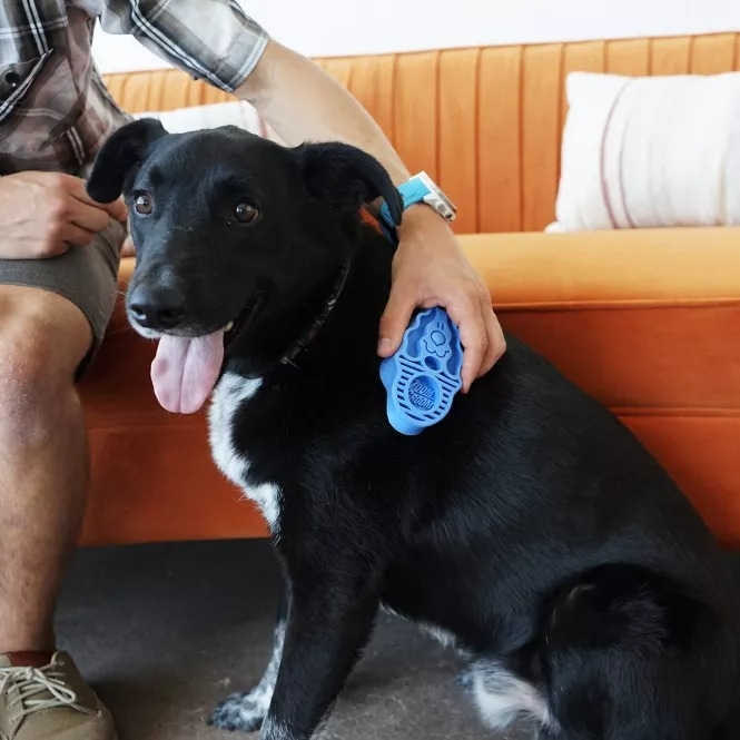 Person brushing a happy black and white dog with a blue grooming brush on a couch