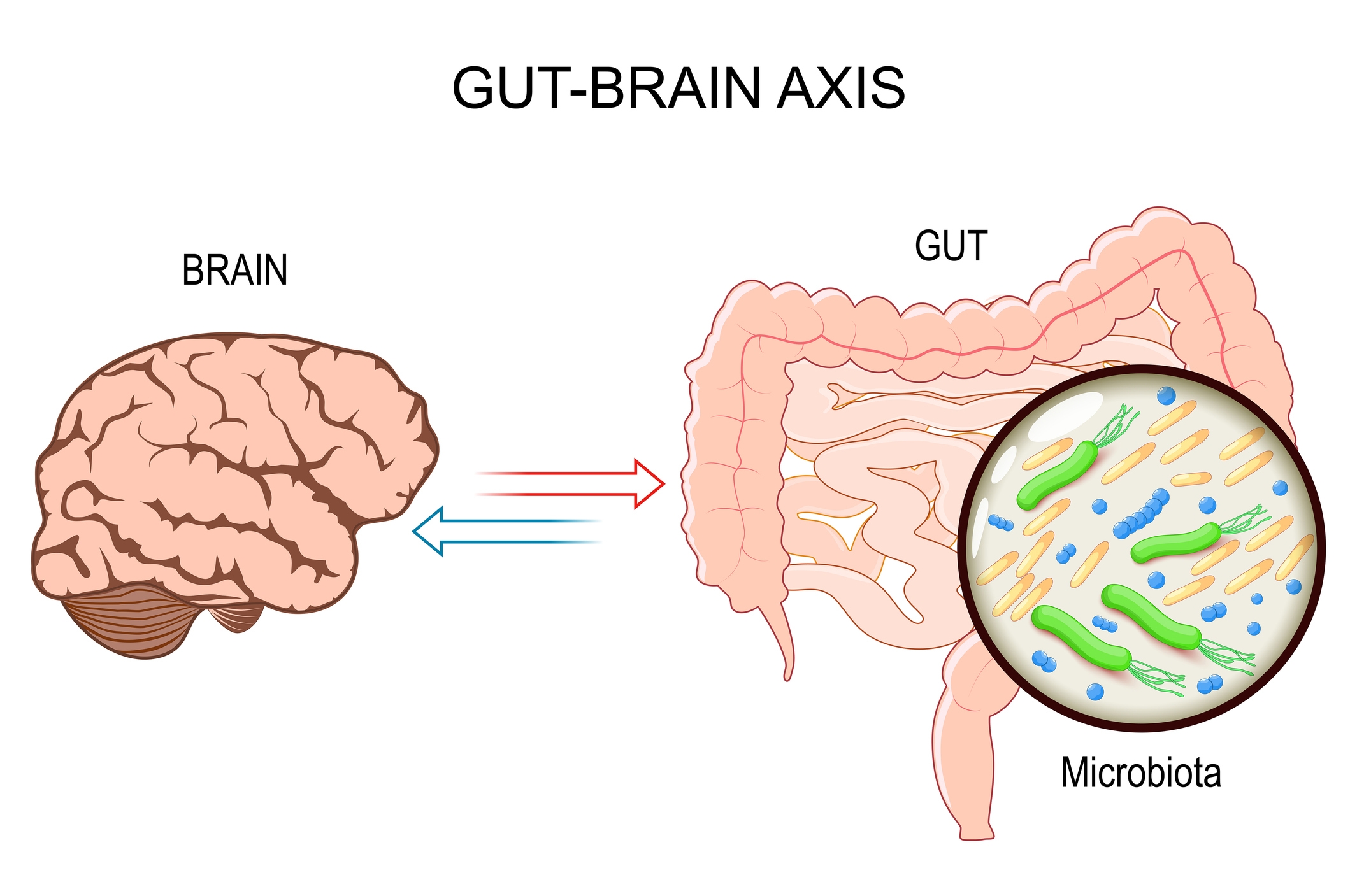 Diagram of gut-brain axis showing the connection between brain and gut. Illustrates microbiota inside the gut