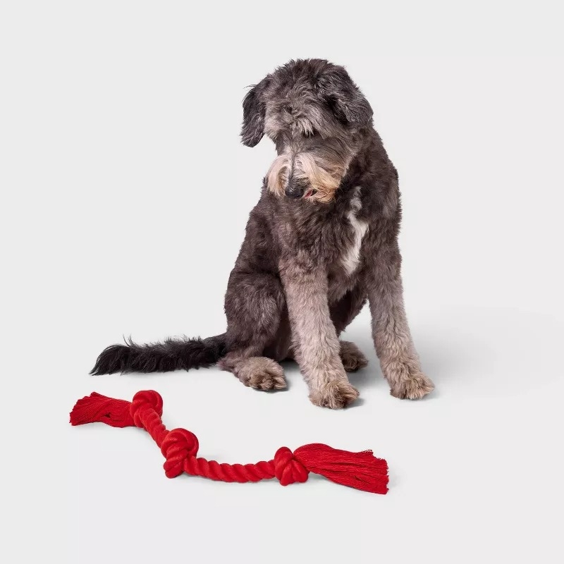 Dog looking at a red rope toy on the floor, appearing curious and engaged