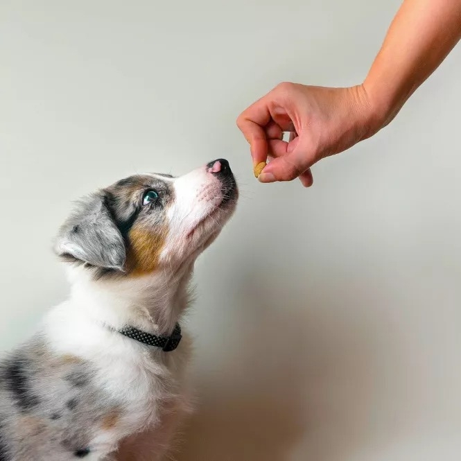 Dog sits attentively, looking up at a hand offering a treat. The dog wears a collar, suggesting focus and training