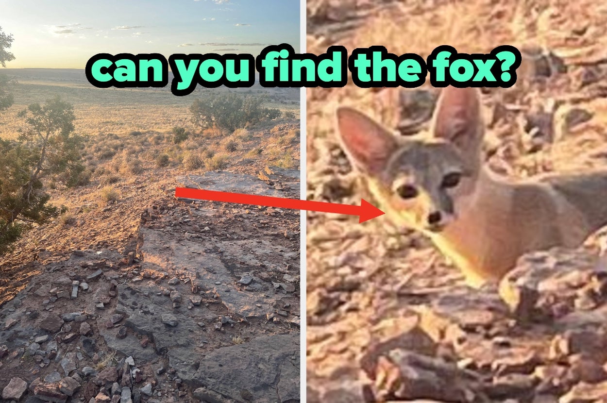Two-panel image: Left shows a rocky desert landscape, right highlights a fox hidden among rocks with text "can you find the fox?"