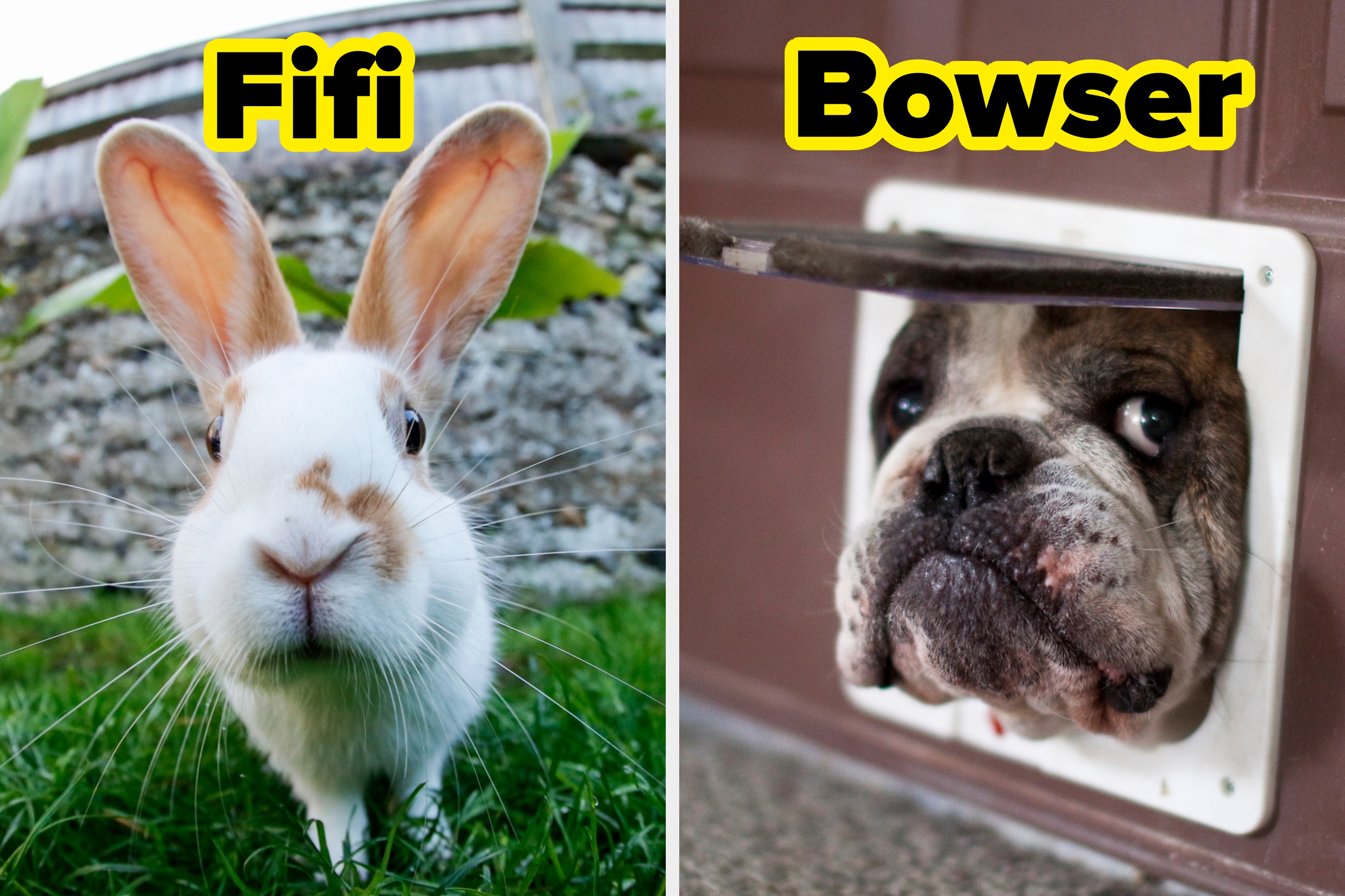 Rabbit with large ears looks forward; bulldog peeks through pet door. Both have text labels: "Fifi" and "Bowser."