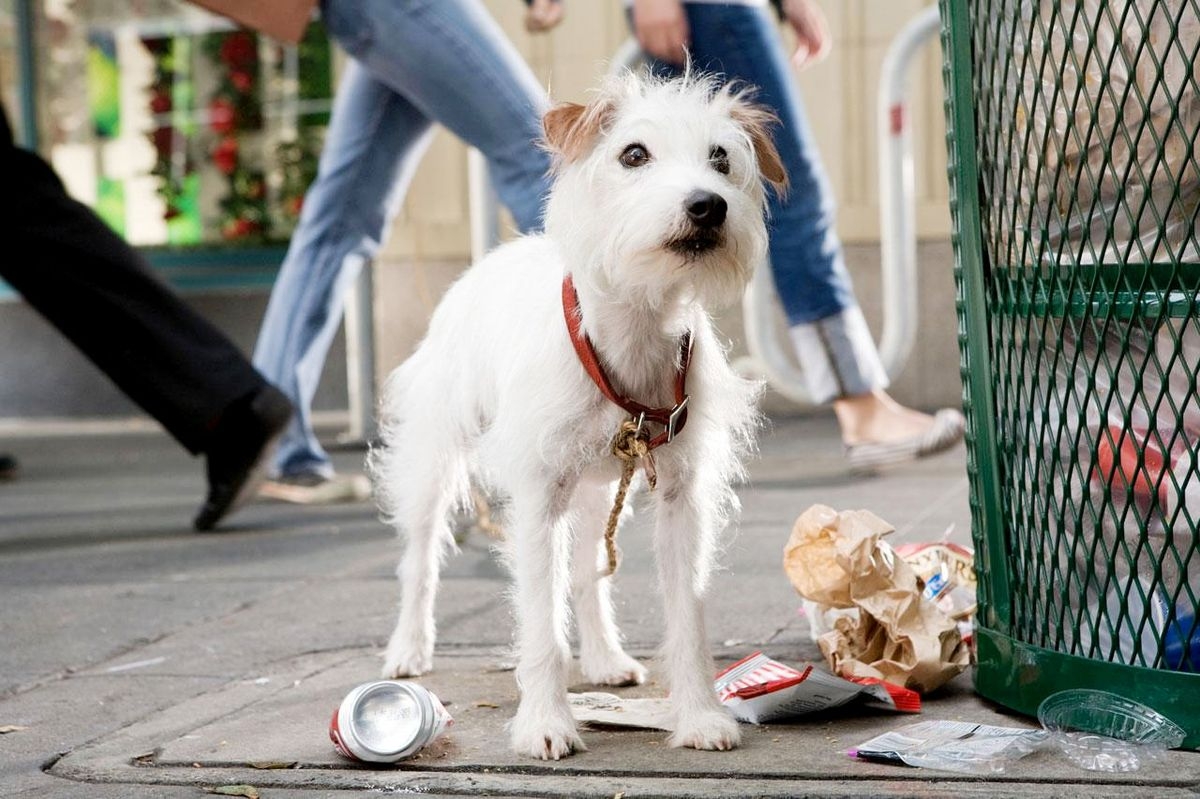 Perro blanco con collar rojo parado junto a un basurero en la acera, rodeado de papeles y latas. Personas caminando en el fondo