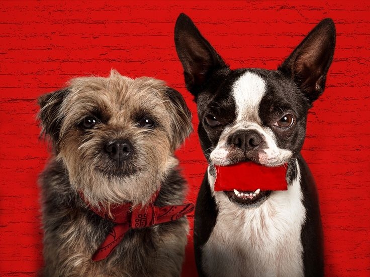 Dos perros, uno lleva un pañuelo rojo en el cuello y el otro tiene un cuadrado rojo en la boca, posan frente a un fondo rojo