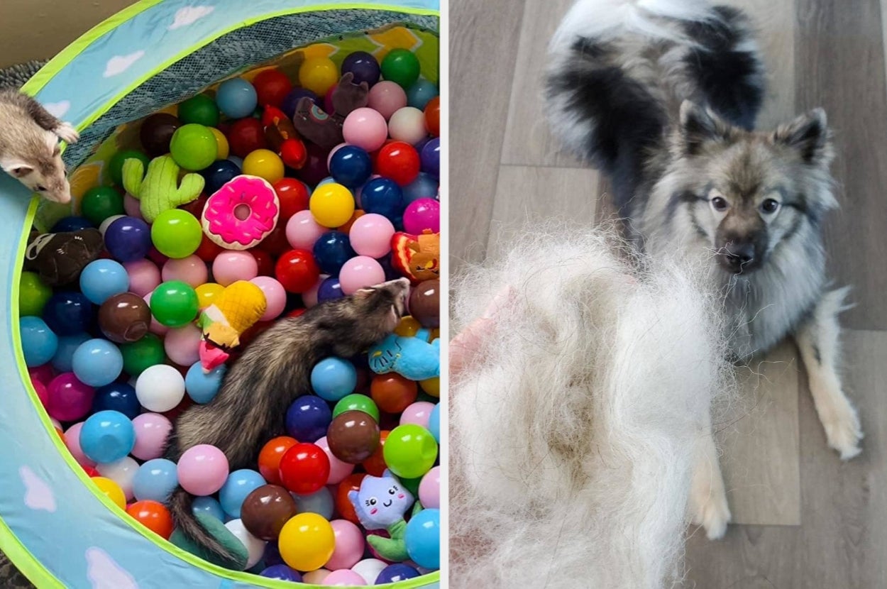 Pet ferret in a ball pit with toys; fluffy dog beside a owner holding a handful of shed fur