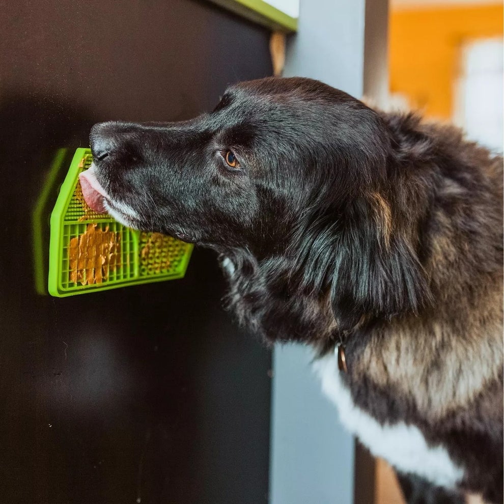 Dog licking a textured, wall-mounted lick mat with treats, used for engaging mealtime or distractions