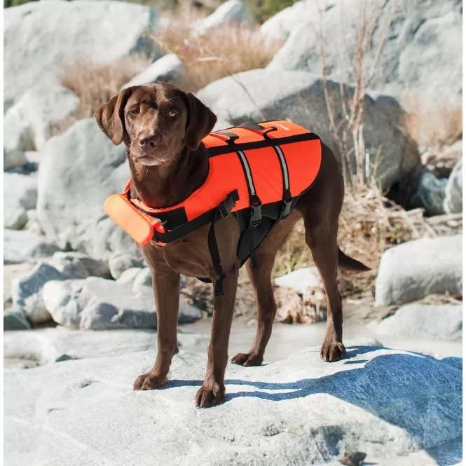 Dog wearing an orange life jacket stands on rocky terrain, looking alert. Featured in a shopping article about pet safety gear
