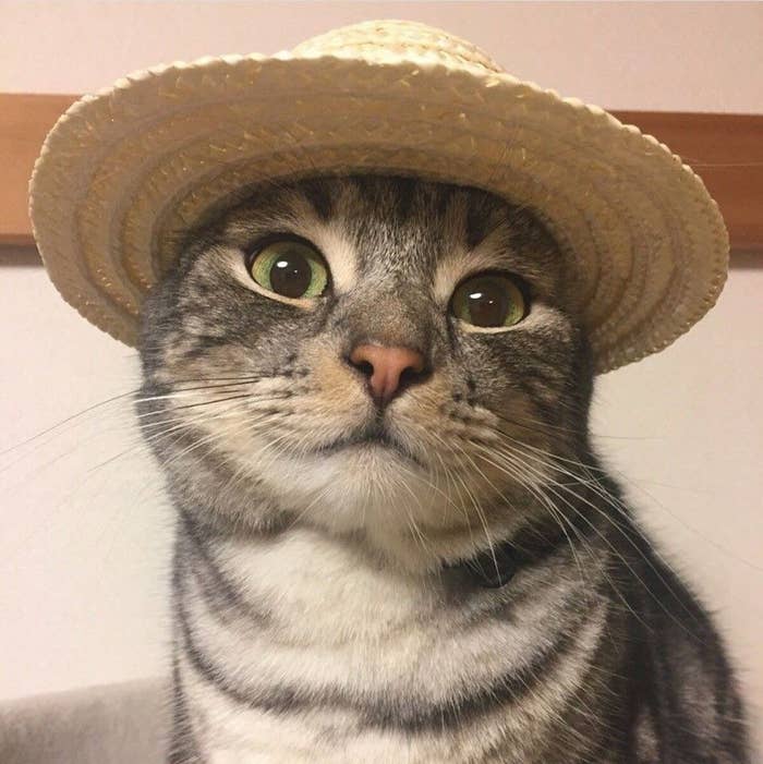 Gato con sombrero de paja mirando a la cámara con expresión adorable