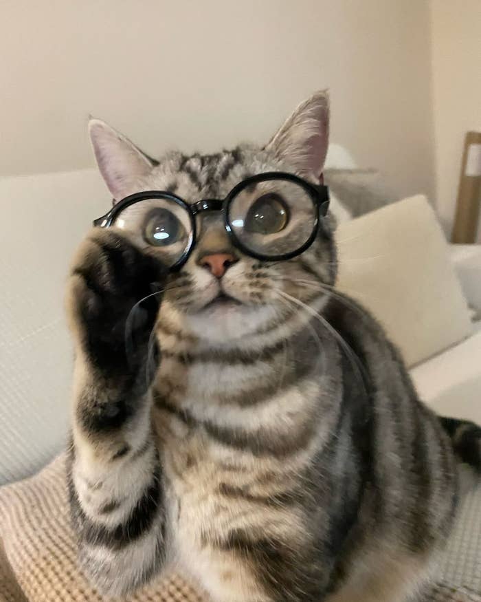 Gato gris con gafas redondas posando de forma divertida en un sofá claro