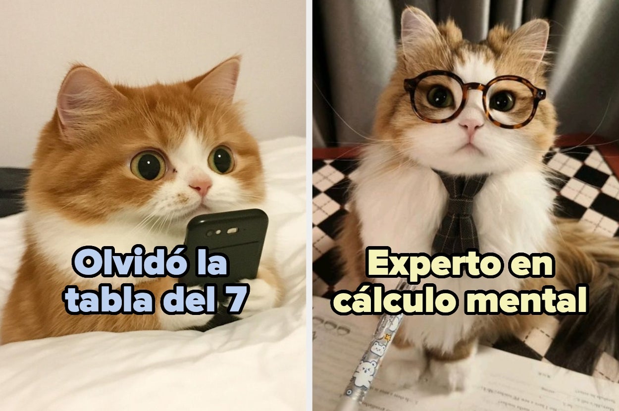 Dos gatos: uno con un teléfono parece distraído, el otro con gafas y corbata luce intelectual. Texto: "Olvidó la tabla del 7", "Experto en cálculo mental"