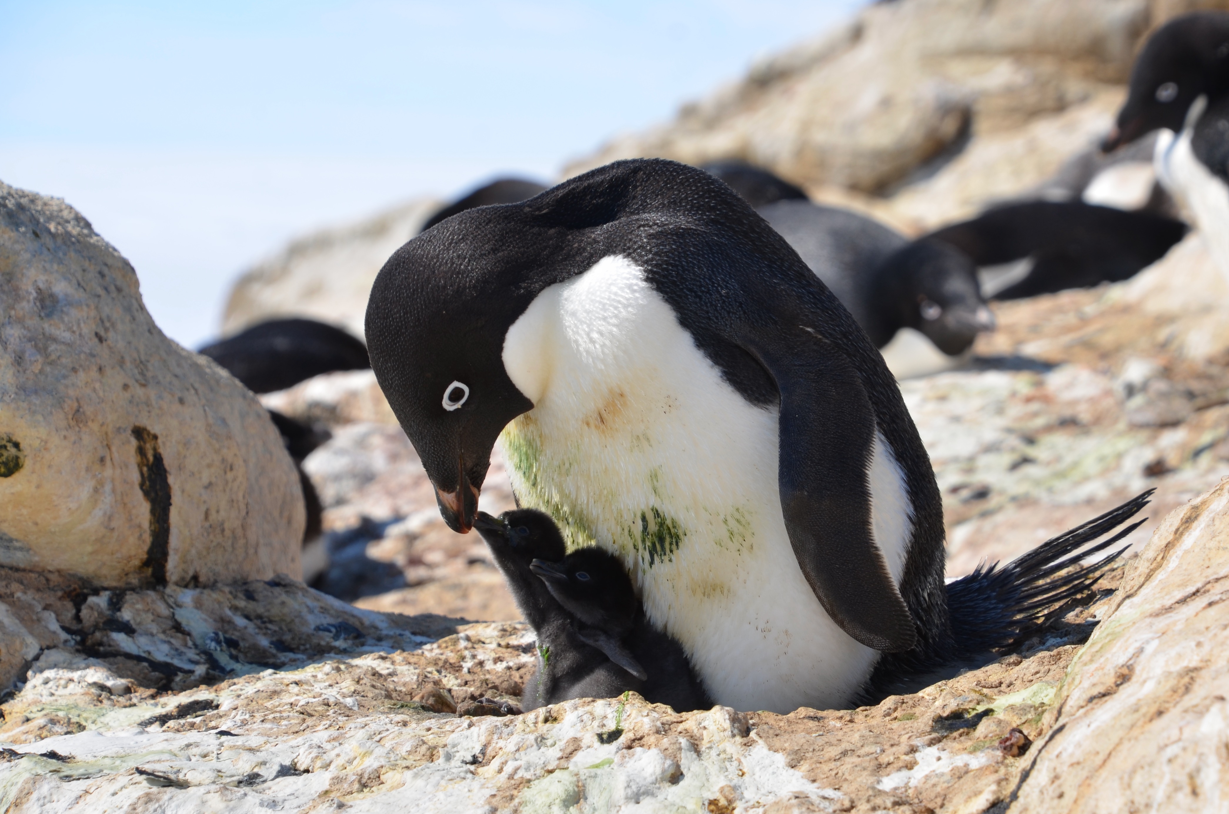 アデリーペンギンの親子(提供:国立極地研究所)