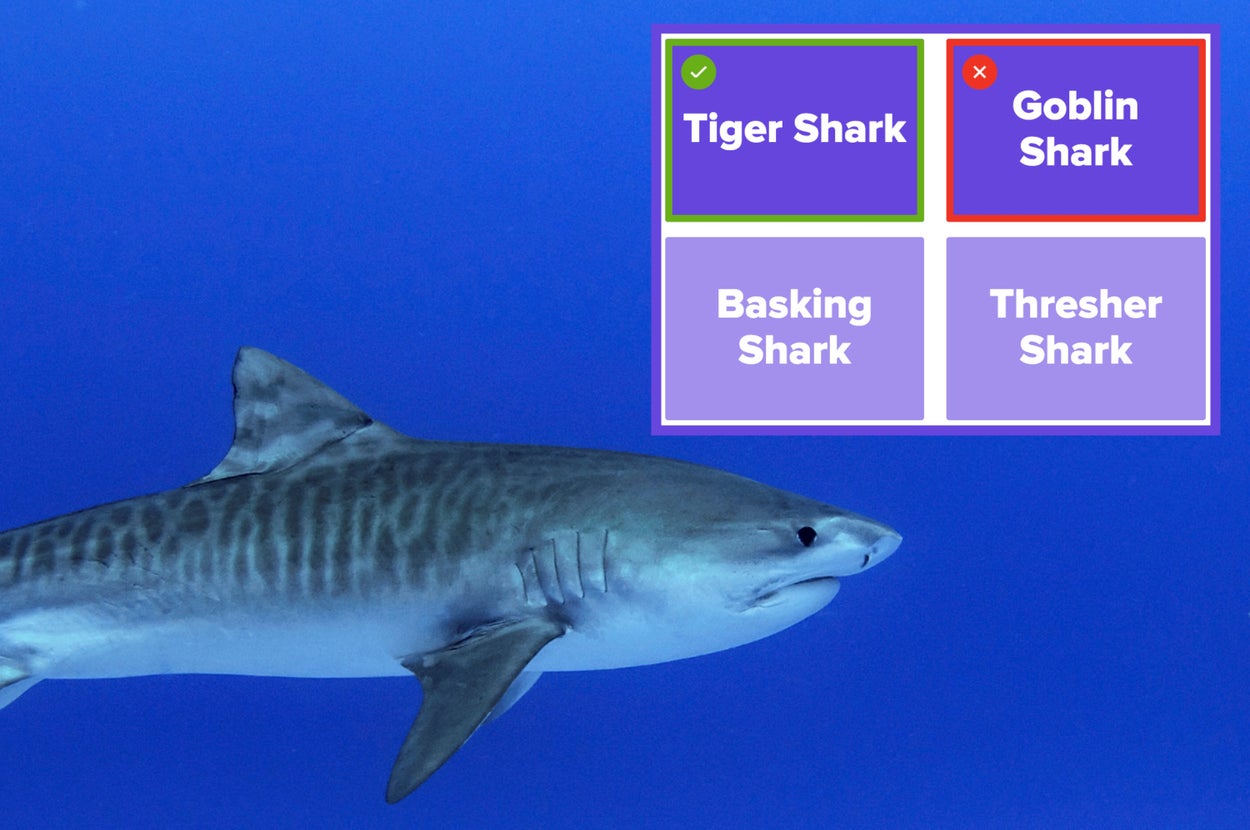 A small shark with a distinctive pattern swims close to the ocean floor, showcasing its camouflaging adaptation against the rocky background