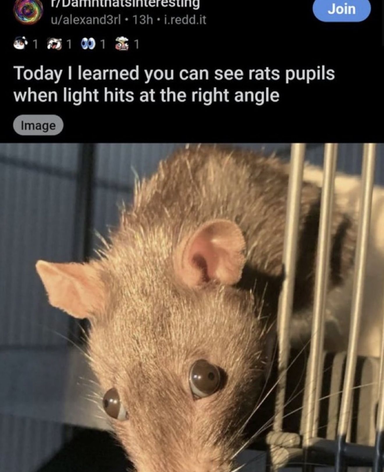 Close-up of a rat with light hitting its eyes, illustrating visible pupils, and a social media post about this observation