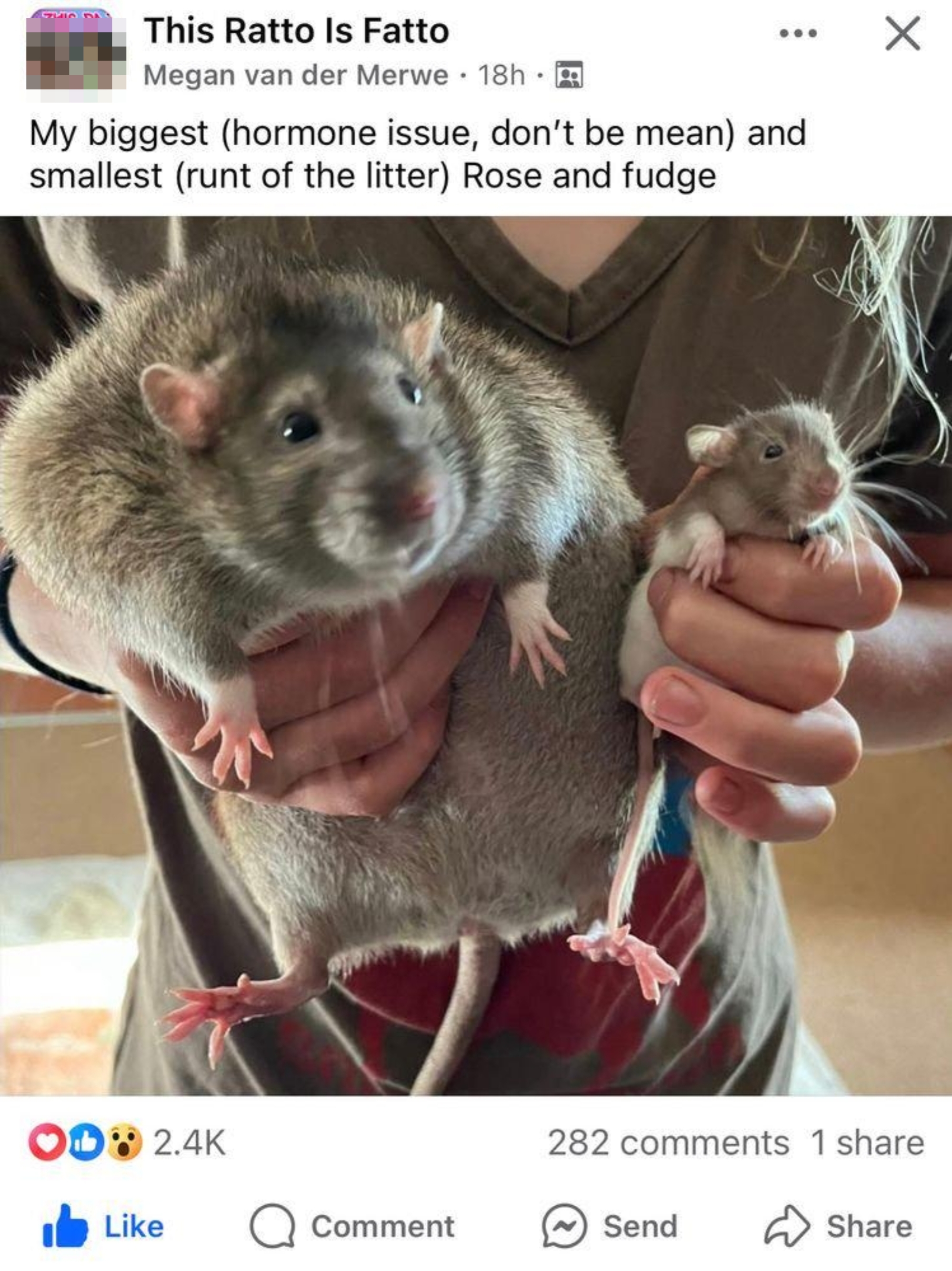 Person holding two rats, one large and one small, each labeled as "My biggest" and "smallest."