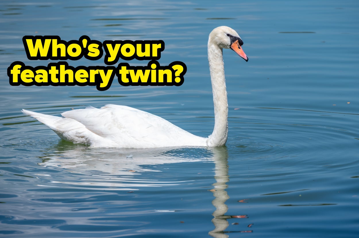 A swan glides on a lake beside bold text reading, "Who's your feathery twin?"