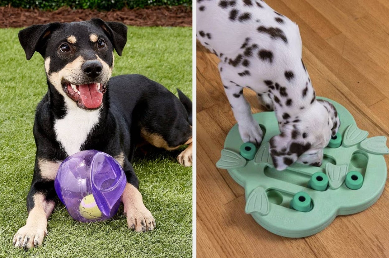 Two dogs playing with interactive toys: one with a ball treat dispenser on grass, the other using a puzzle feeder on a wooden floor