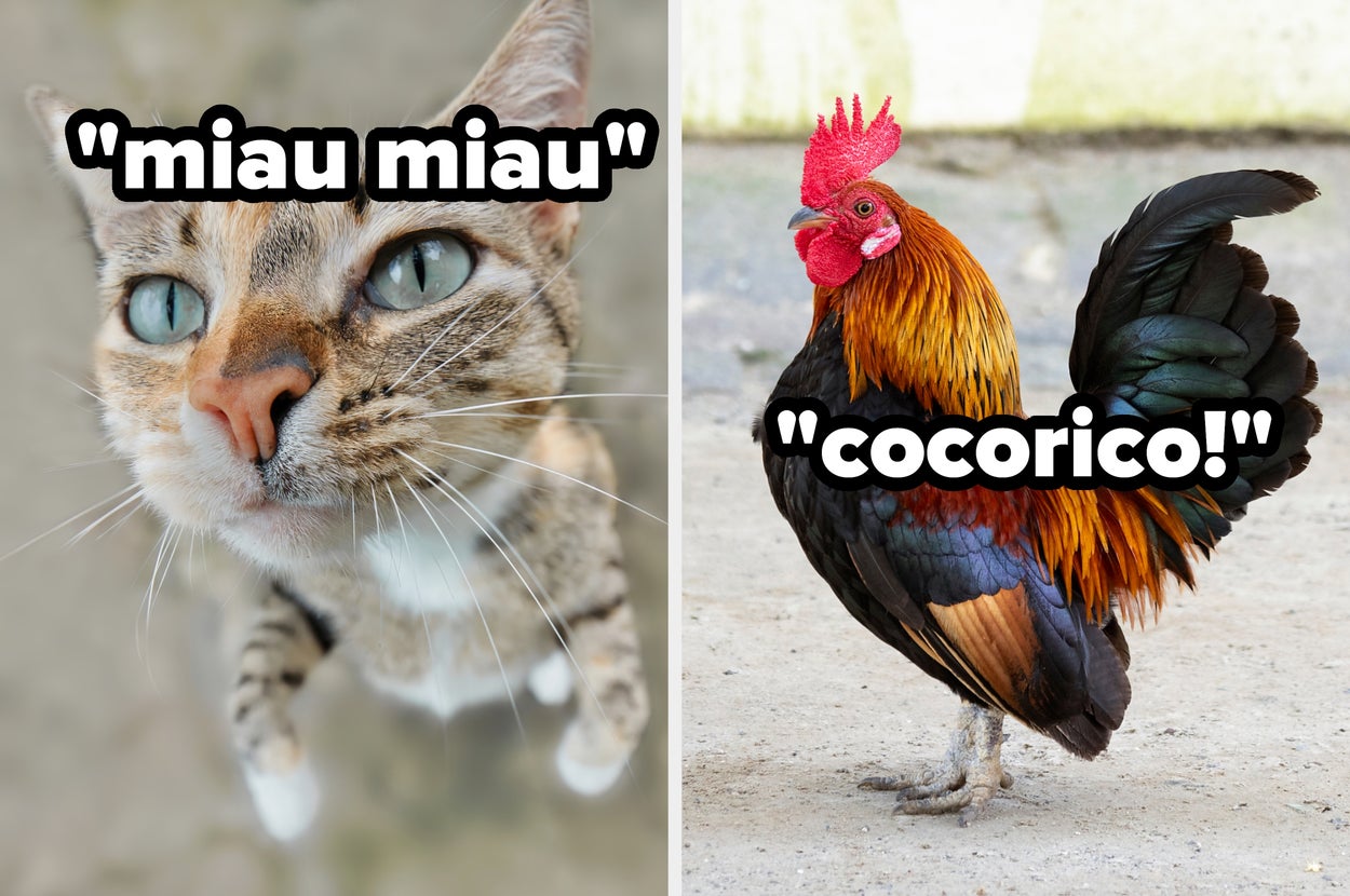 Close-up of a cat with text "miau miau" and a rooster with text "cocorico!" showing animal sounds