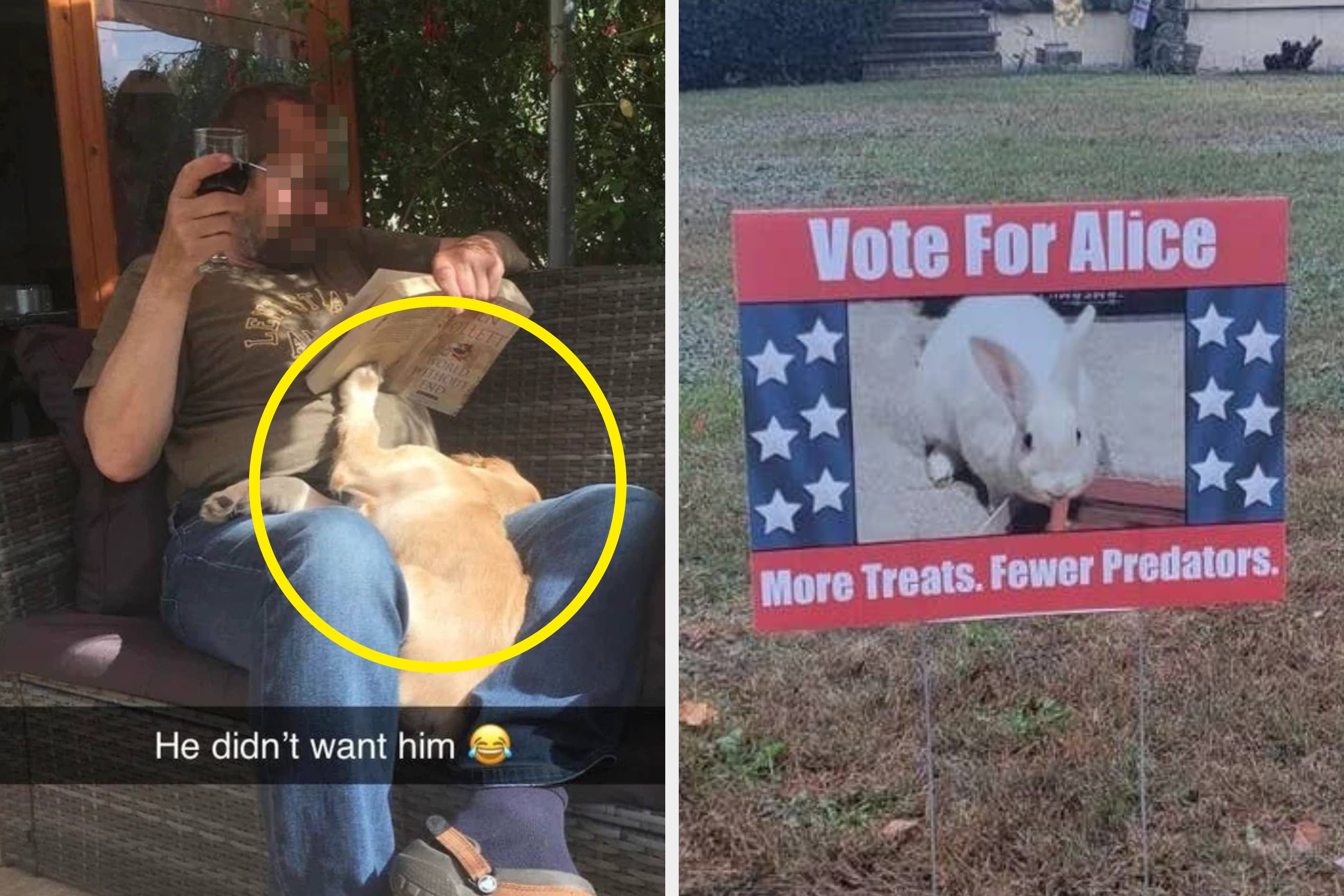 Person reads on a patio with a dog napping on their lap. A yard sign shows a rabbit with the slogan, "Vote For Alice: More Treats. Fewer Predators."
