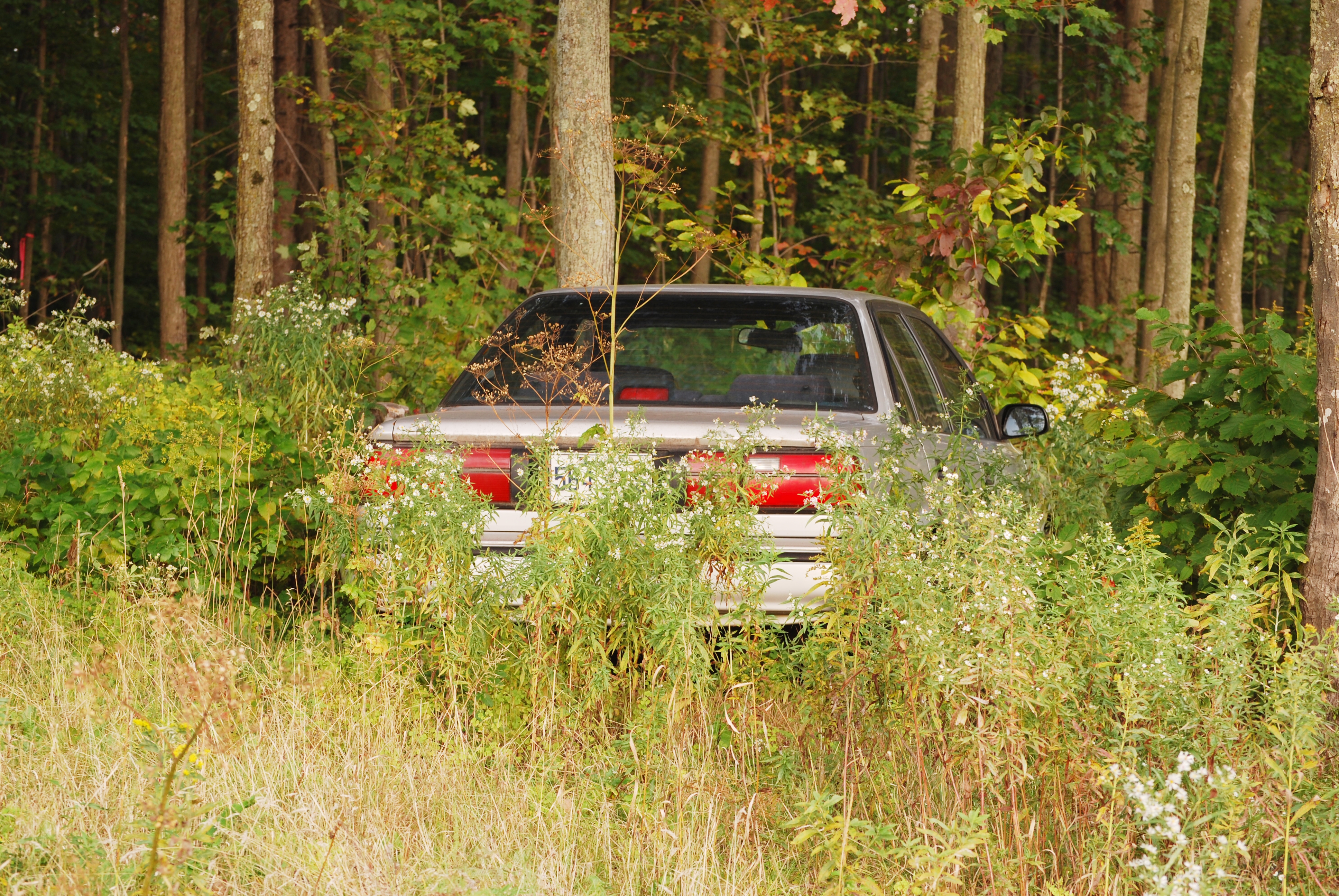 A car is parked in a dense wooded area, partially hidden by tall grass and trees