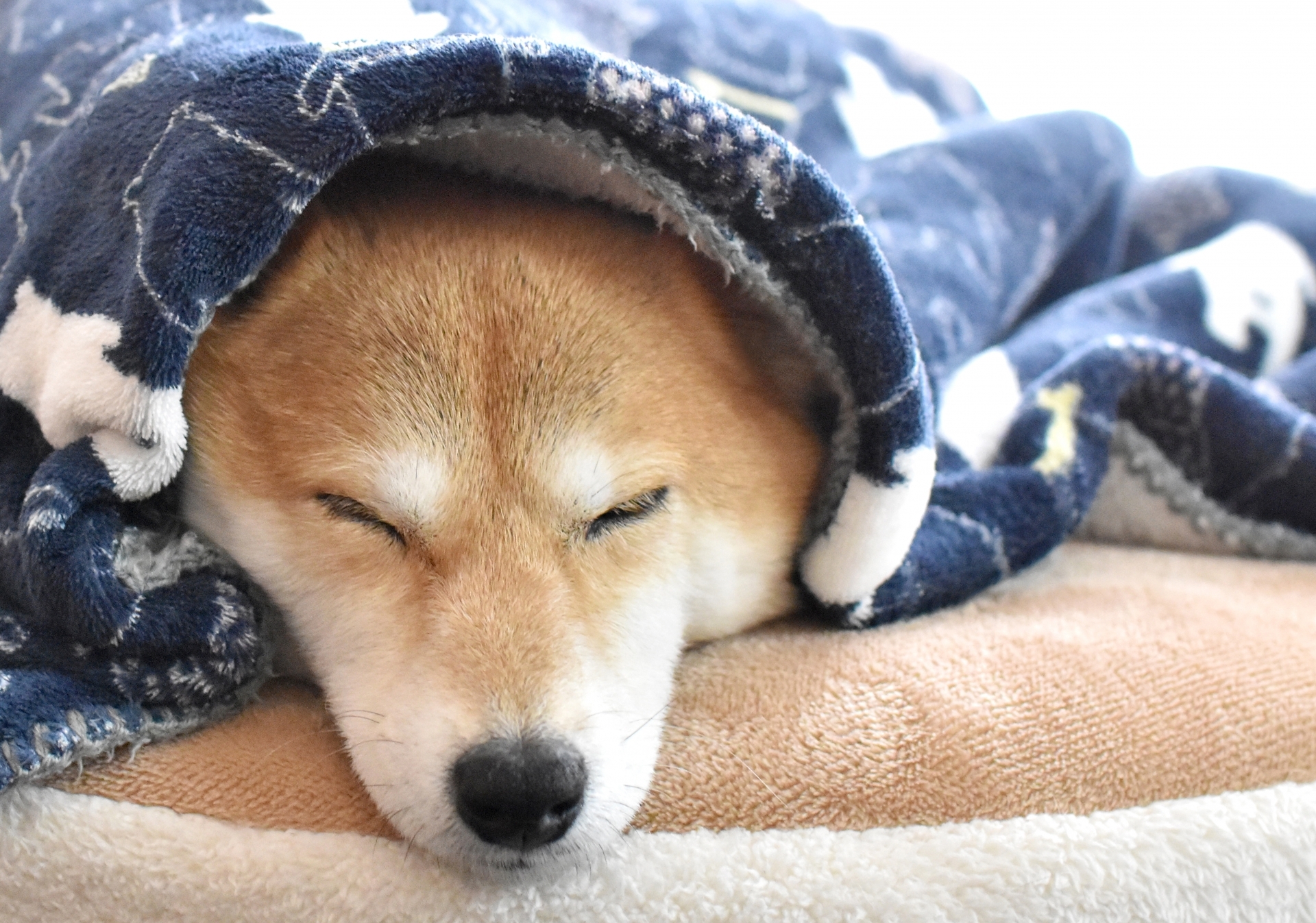毛布にくるまって眠る柴犬(写真ACより)
