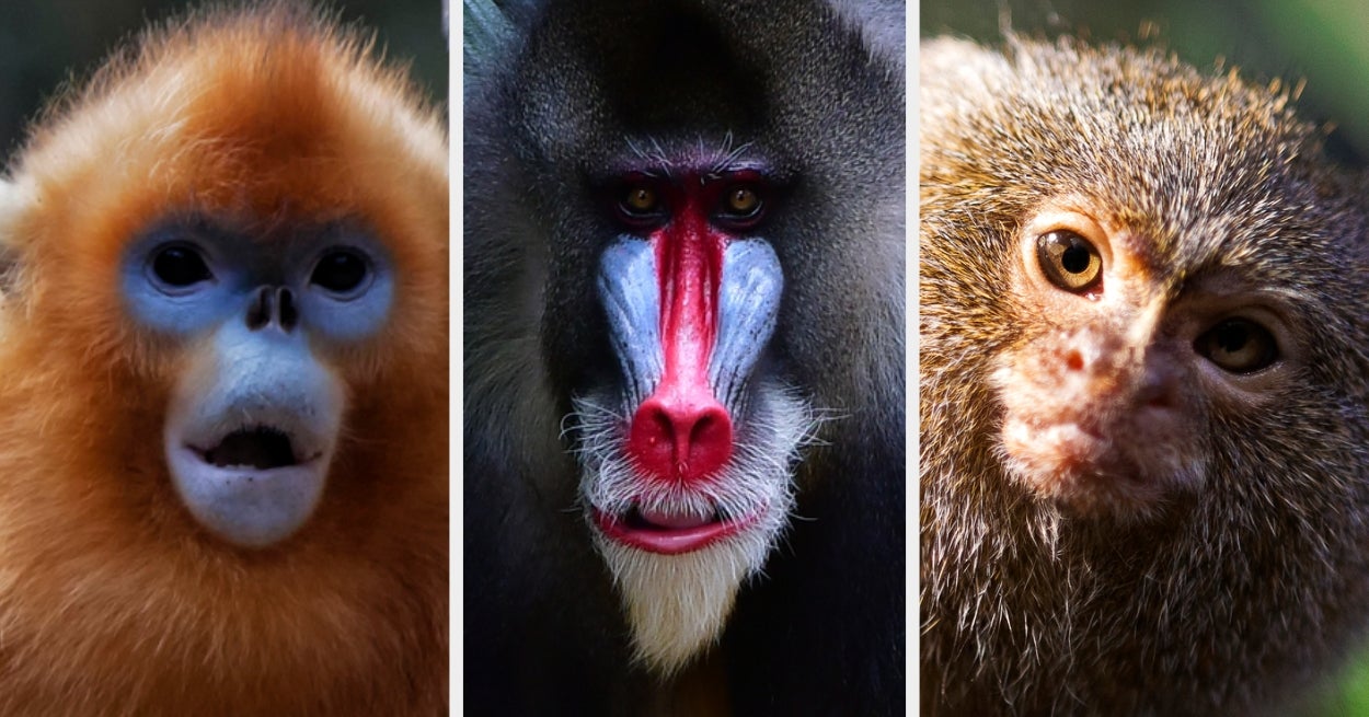 From Spider Monkeys To Capuchins, Let's See If You Can Name Your Primates