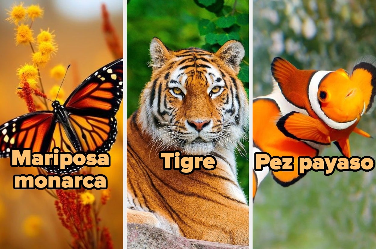 Mariposa monarca, tigre y pez payaso, cada uno en su hábitat natural, ilustrados con sus nombres superpuestos