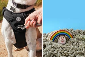 Left: Dog wearing harness; hand clips leash to it. Right: Hamster peeks from bedding under arch with rainbow