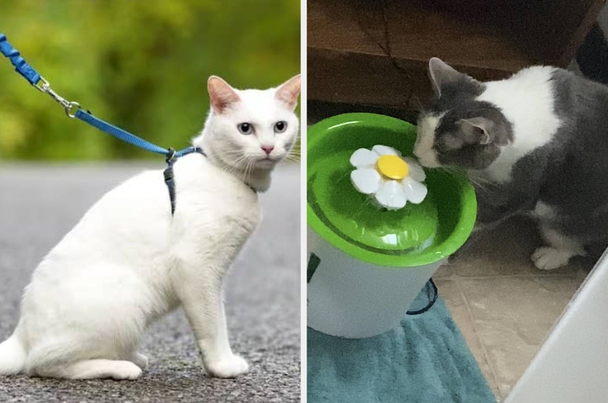 Two cats: one white on a leash outside, another gray and white drinking from a flower-shaped pet water fountain indoors