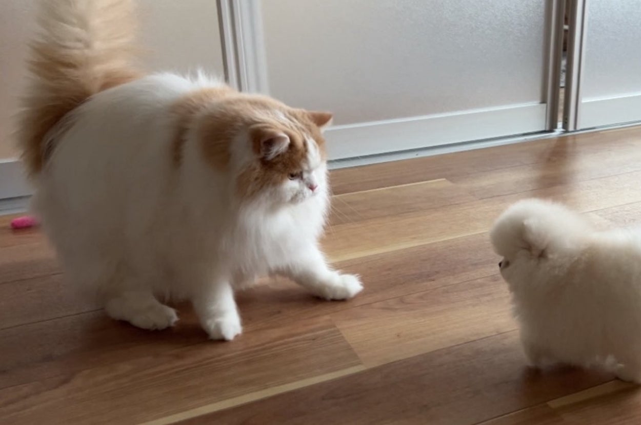 大きな猫が小さな犬を見ている室内シーン。両者は興味を示している様子。