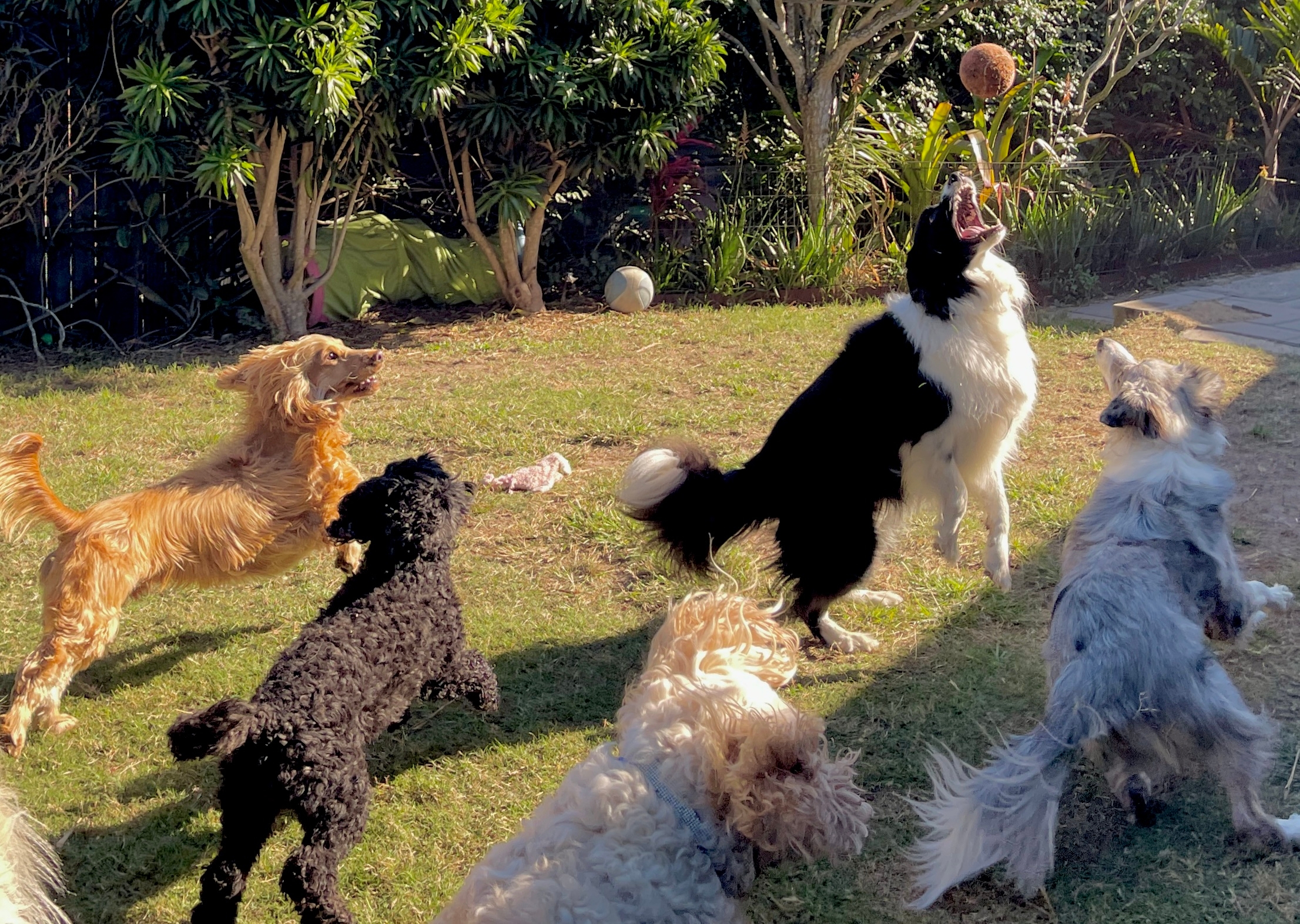 Dogs in a backyard eagerly play and jump, focused on a ball in mid-air, creating a lively and playful scene