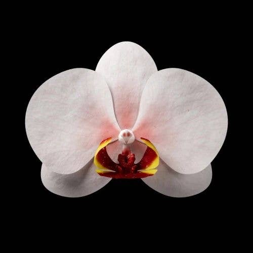 Orquídea blanca en primer plano sobre fondo negro, mostrando su simetría y delicado centro rojo y amarillo