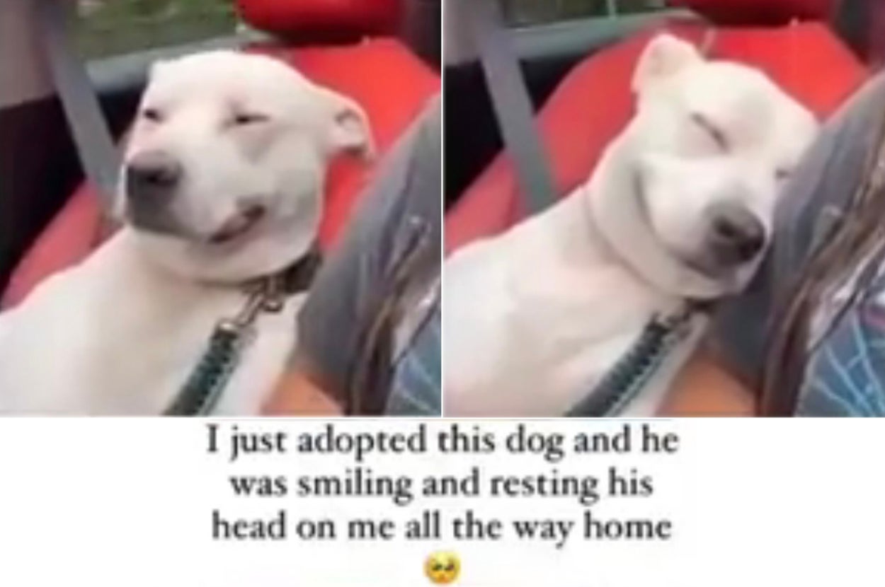 Smiling dog rests head on owner's shoulder in car; text recounts adoption and dog's affectionate behavior on the way home