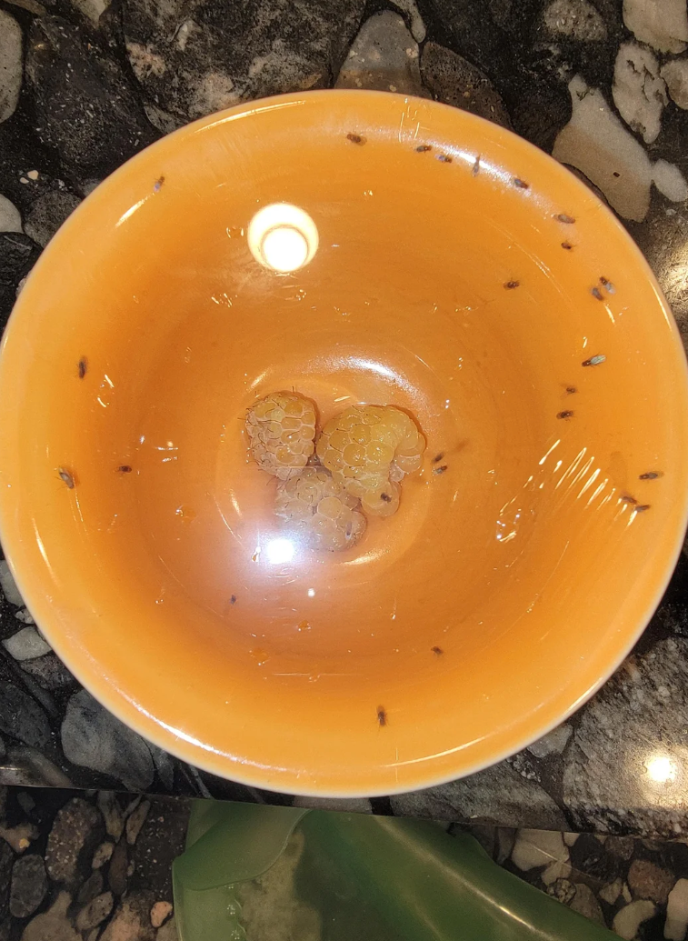 Reddit post on making a homemade fruit fly trap using apple cider vinegar and a pierced plastic wrap