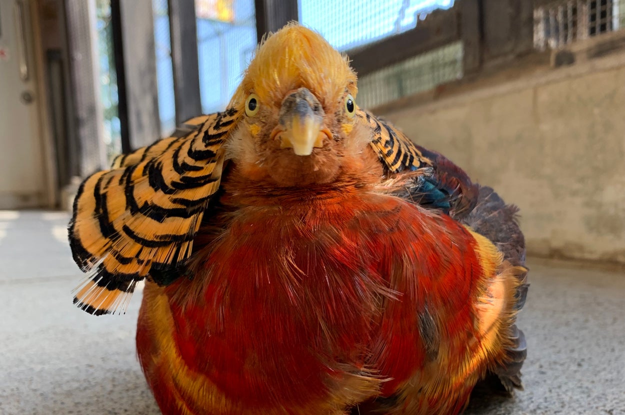 キンケイ(須坂市動物園提供)