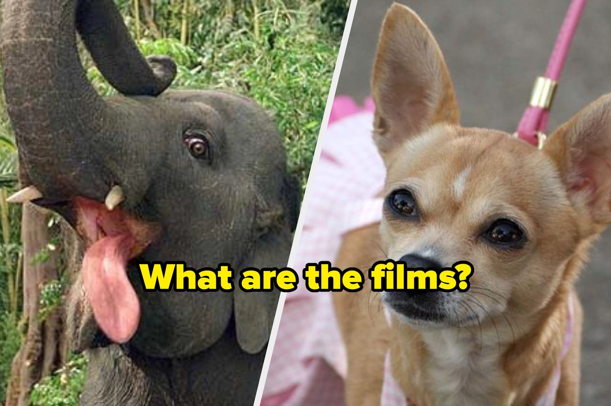 I’ve Collected 12 Animals In Film, You Just Have To Tell Me The Movie They’re From