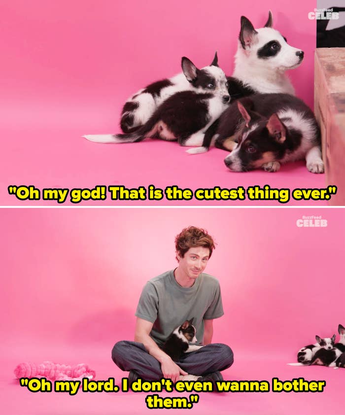 Logan holding a puppy on his lap and remarking on a pile of puppies in the corner saying he doesn't want to bother them