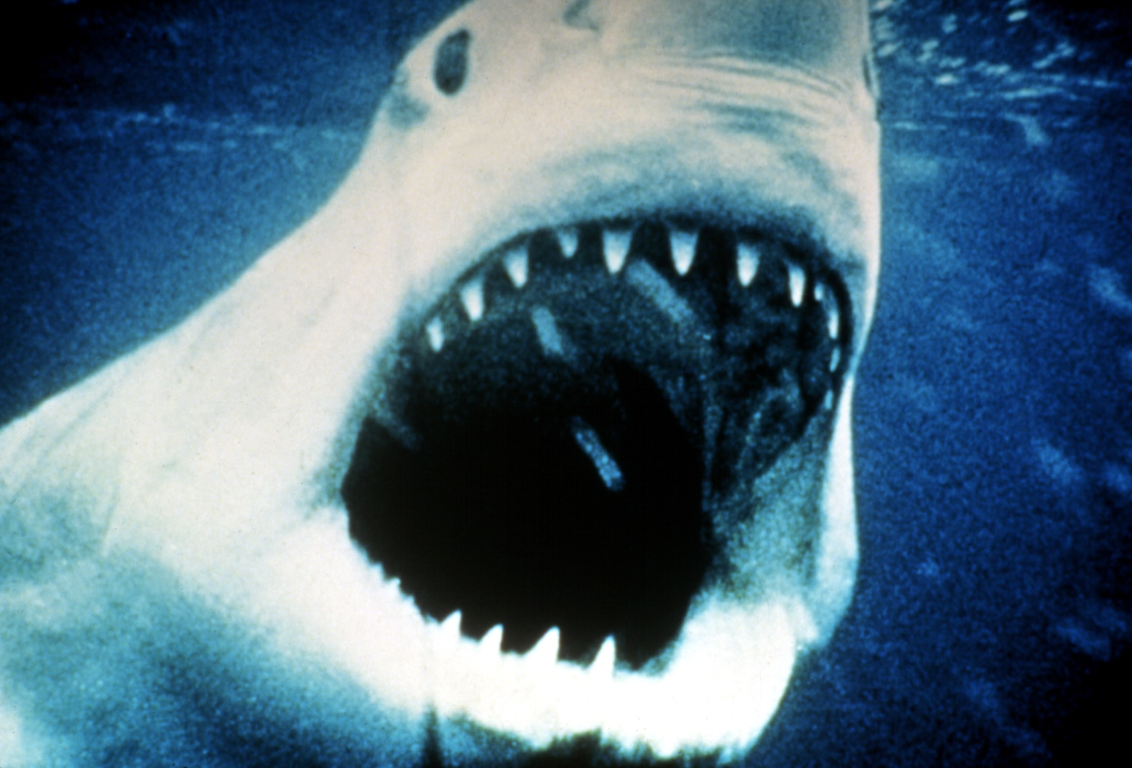 A great white shark with its mouth open wide, showcasing sharp teeth, underwater