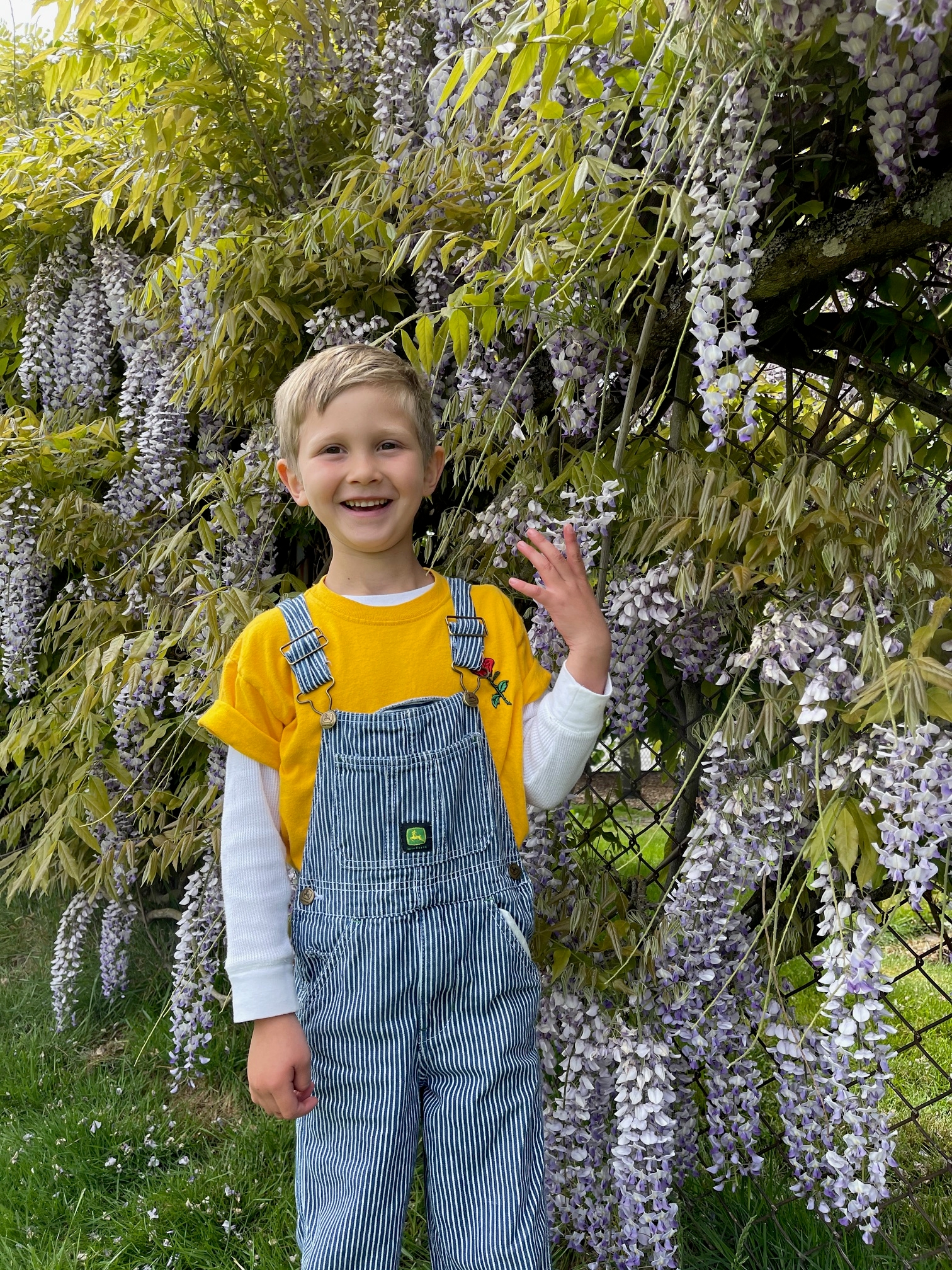 Child smiling in wisteria garden, wearing a yellow t-shirt and striped overalls