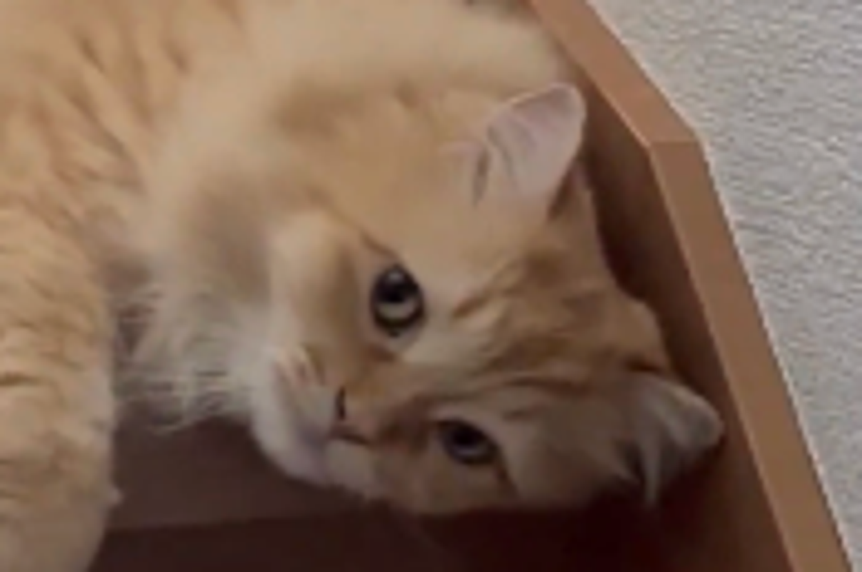 階段で寝そべる猫。階段の角を使って遊んでいるようです。