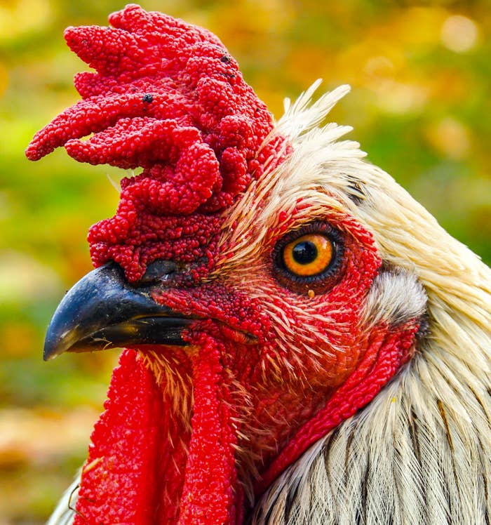 Close-up of a rooster's face showcasing its distinct comb and beak against a blurred natural background