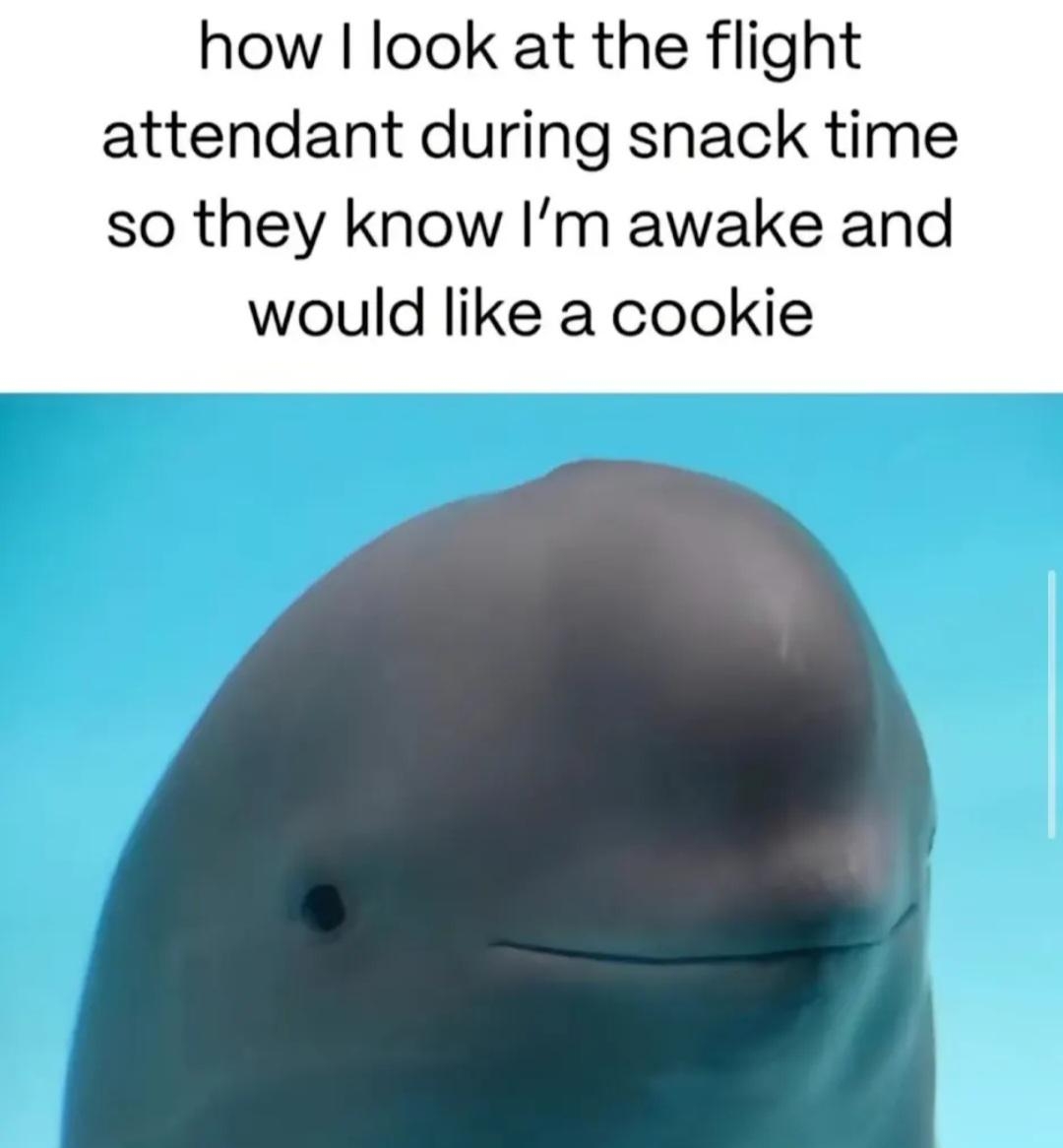 A beluga whale with a humorous caption about wanting cookies from a flight attendant