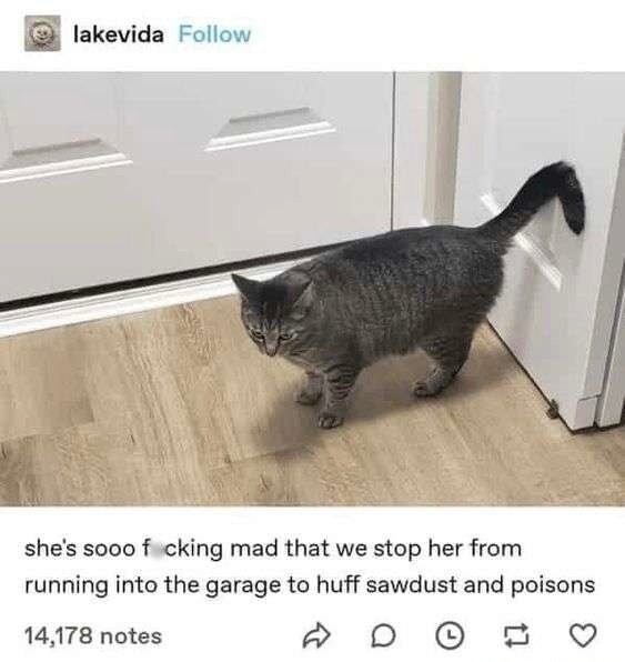 Cat walking indoors, looking slightly upset. Caption jokes about preventing her from huffing sawdust and poisons in the garage
