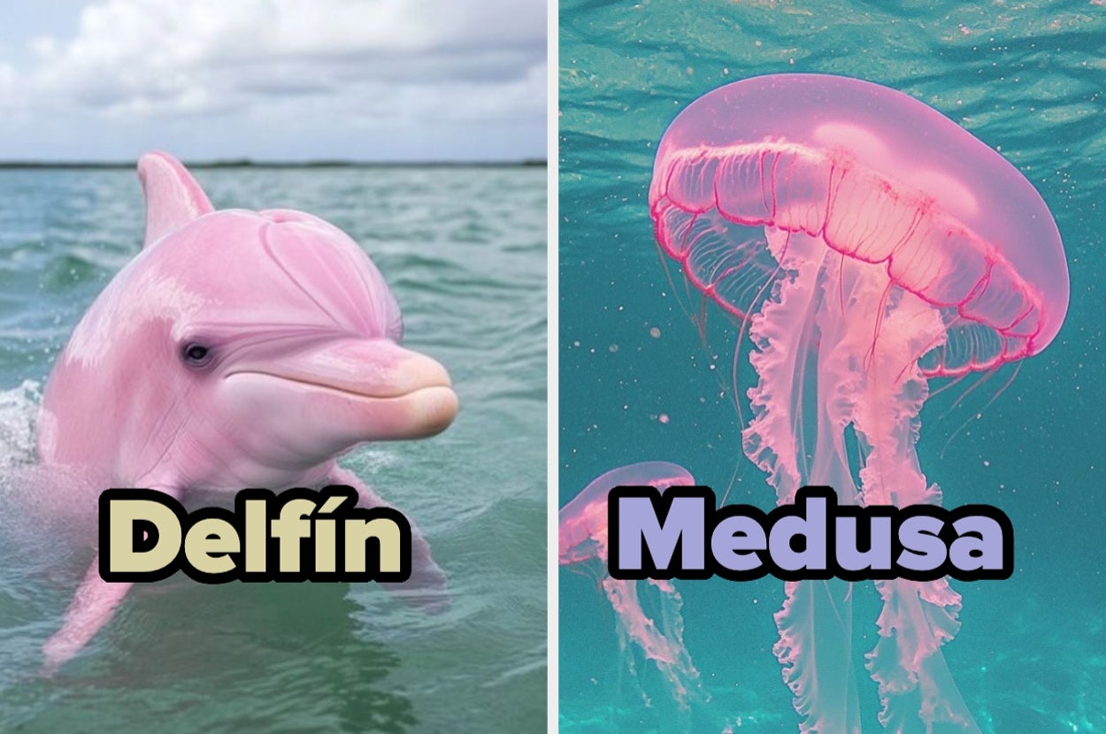 Fotomontaje de un delfín y una medusa con tonos rosados, flotando en el agua, cada uno con su nombre etiquetado