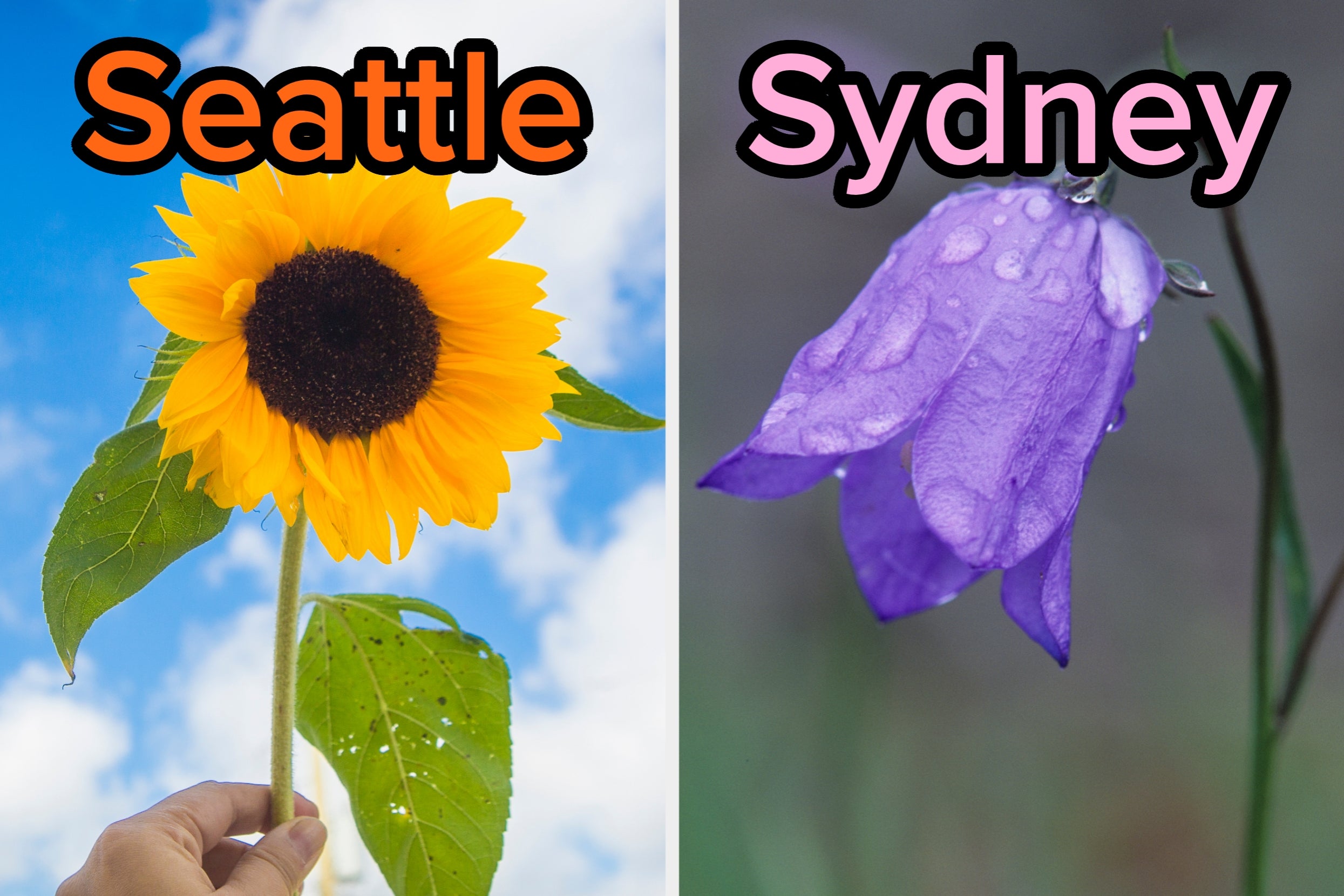 On the left, a sunflower labeled Seattle, and on the right, a blue bell flower labeled Sydney